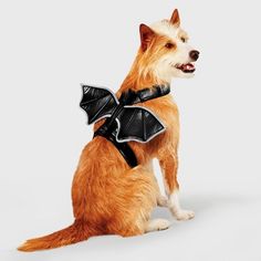 a dog wearing a bat costume sitting down