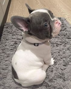 a small gray and white dog sitting on top of a rug