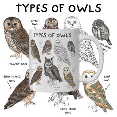 the types of owls on a coffee mug