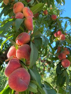 peaches are growing on the branches of trees