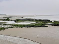 the beach is covered in green algae