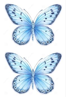 two blue butterflies with white background