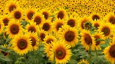 a field full of yellow sunflowers with lots of green leaves