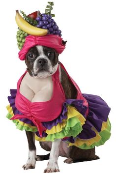 a small dog dressed in a costume with grapes and bananas on it's head