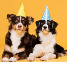 two dogs wearing party hats sitting next to each other in front of a yellow background