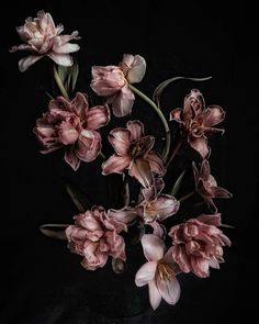 a bunch of pink flowers in a vase on a black background with space for text