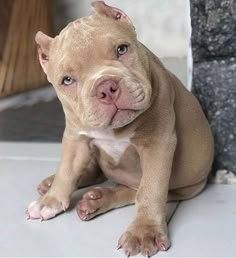 a brown and white pitbull puppy sitting on the floor looking at the camera