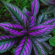 purple and green leaves in the grass