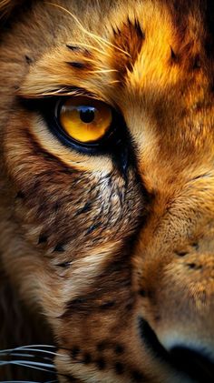 a close up of a tiger's face with yellow eyes