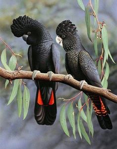 two black birds sitting on top of a tree branch next to each other with red beaks