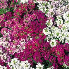 many different colored flowers with green leaves in the center and white, purple, and pink ones