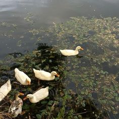 several ducks are swimming in the water near plants