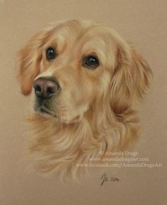 a drawing of a golden retriever dog