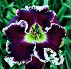 a purple and green flower in the grass