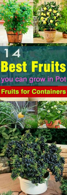 the best fruits you can grow in pots for containers