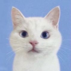 a white cat with big blue eyes looking at the camera while standing in front of a blue background