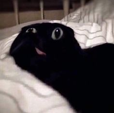 a black cat laying on top of a bed under a white blanket and looking up at the camera