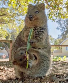 an animal that is standing on its hind legs with another animal in it's lap