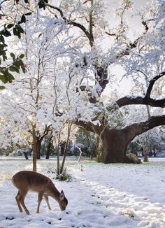 a deer grazing in the snow under a tree