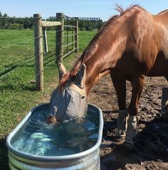 a horse drinking water out of a bucket