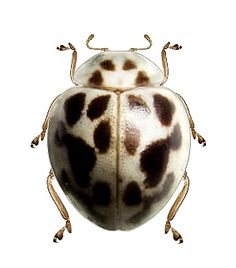 a brown and white bug with spots on it's back legs, sitting in front of a white background