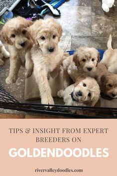 five puppies are standing in front of a mirror with the caption tips & insight from expert brewers on goldendoodles