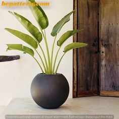 a large potted plant sitting on top of a table next to a wooden door