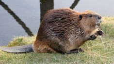 a beaver sitting on top of a grass covered field