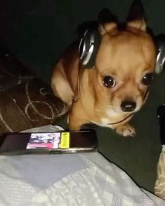 a small brown dog wearing headphones on top of it's ears next to a cell phone