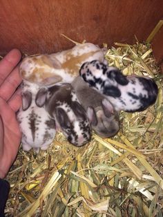 two baby animals are laying next to each other in the hay and being held by someone's hand