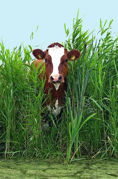 a brown and white cow standing in tall grass with the words give green fodder to dairy cows