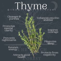 the thyme plant with its names in english