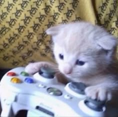 a kitten is playing with a video game controller