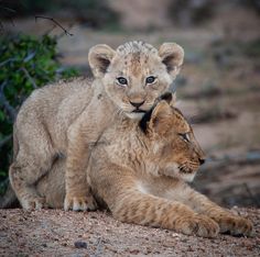 two young lion cubs cuddle together on the ground