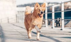 a dog is running on the sidewalk with its mouth open and it's tongue out