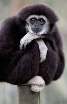 a black and white monkey sitting on top of a wooden pole with its arms crossed