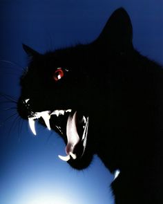 a black cat with it's mouth open and its teeth wide open in front of the sun