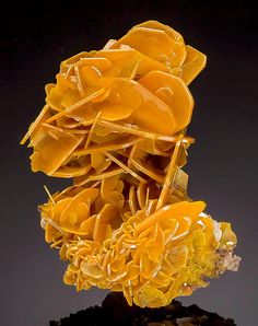 a cluster of yellow flowers sitting on top of a rock