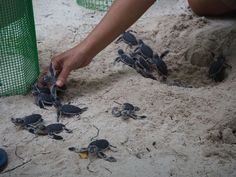 a person reaching for some baby crabs in the sand