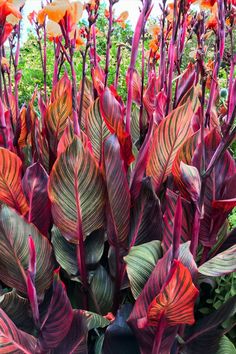 some very pretty colorful plants with purple and red leaves