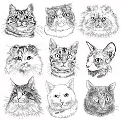 a bunch of cats that are drawn in black and white