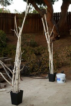 two white trees with black pots in front of them