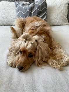 a brown dog laying on top of a white bed