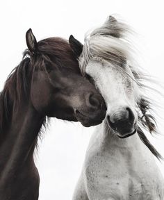 two horses standing next to each other with their heads touching foreheads in front of the camera