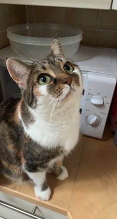 a cat sitting on top of a counter next to a dryer and microwave oven