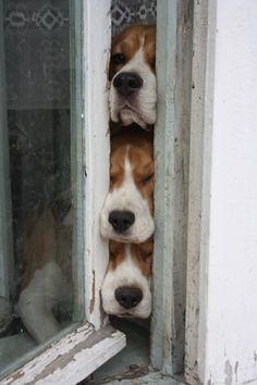 two brown and white dogs are peeking out from behind a window with their heads sticking out