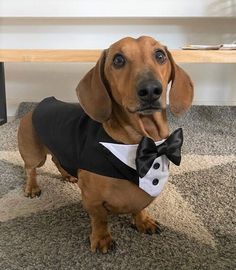 a dachshund dog dressed in a tuxedo shirt and bow tie