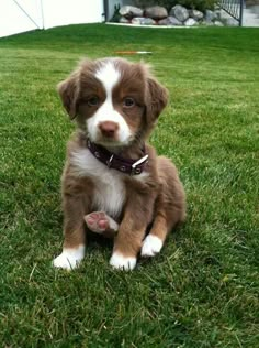 a brown and white puppy sitting in the grass