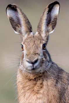 a brown rabbit is looking at the camera