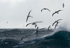 a flock of seagulls flying over an ocean wave in front of a boat